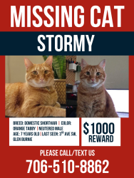 Reunited Male Cat last seen     3rd Ave SW & Crain Hwy, Glen Burnie, MD, Glen Burnie, MD 21061