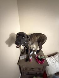 Reunited Female Dog last seen Redwood, target, Taylorsville, UT 84117