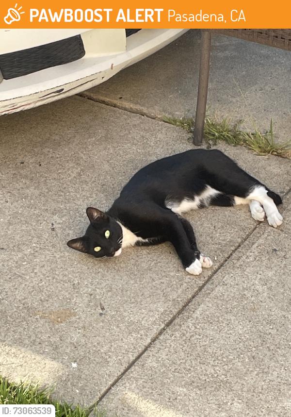 Found/Stray Female Cat last seen Colorado and Del Mar, Pasadena, CA 91107