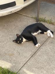 Found/Stray Female Cat last seen Colorado and Del Mar, Pasadena, CA 91107