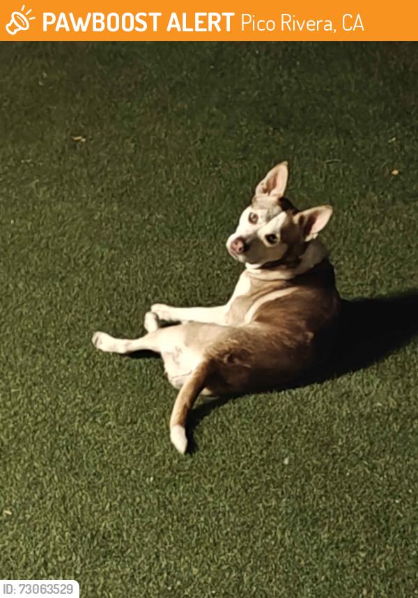 Found/Stray Female Dog last seen Olympic and Fir st., near alleyways, Pico Rivera, CA 90660