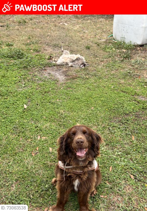 Lost Male Dog last seen France’s drive, Altamonte Springs, FL 32714
