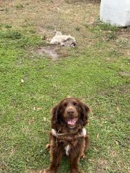 Lost Male Dog last seen France’s drive, Altamonte Springs, FL 32714