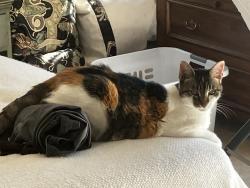 Lost Female Cat last seen Fremont Ave and Grant Road, Los Altos, CA 94024