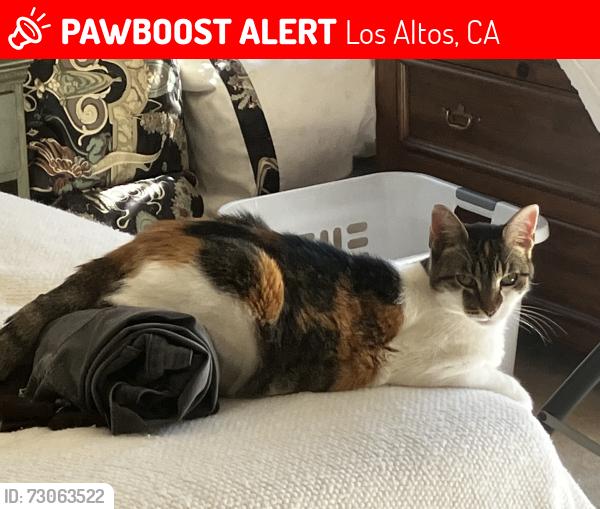 Lost Female Cat last seen Fremont Ave and Grant Road, Los Altos, CA 94024