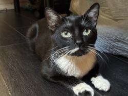 Lost Male Cat last seen By La Sierra Park Area, Riverside, CA 92505
