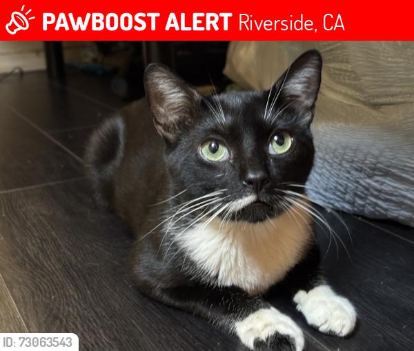 Lost Male Cat last seen By La Sierra Park Area, Riverside, CA 92505