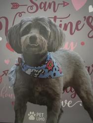 Lost Female Dog last seen Fred Hunter cemetery , Hollywood, FL 33024