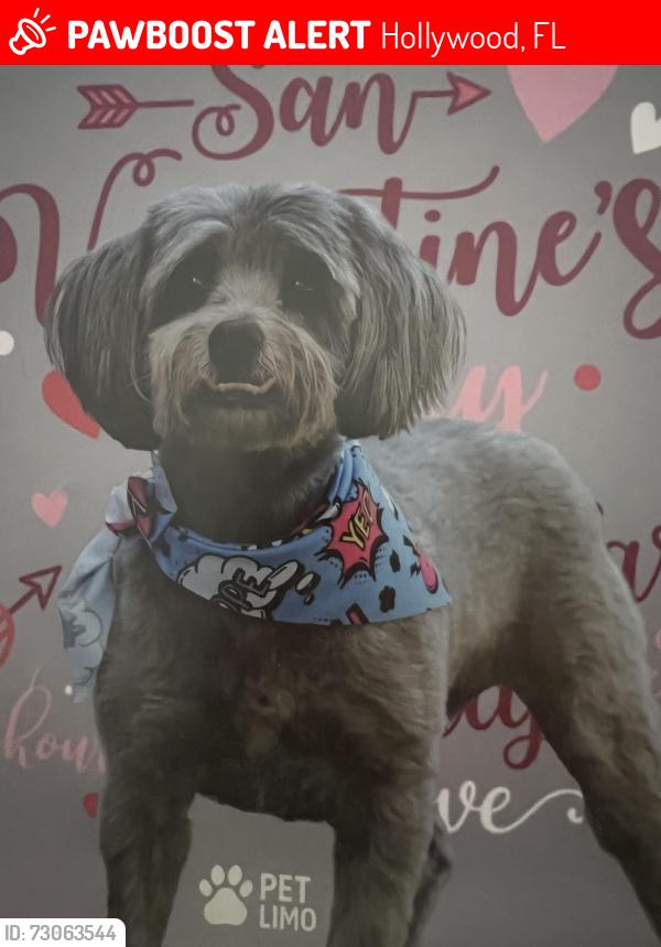 Lost Female Dog last seen Fred Hunter cemetery , Hollywood, FL 33024