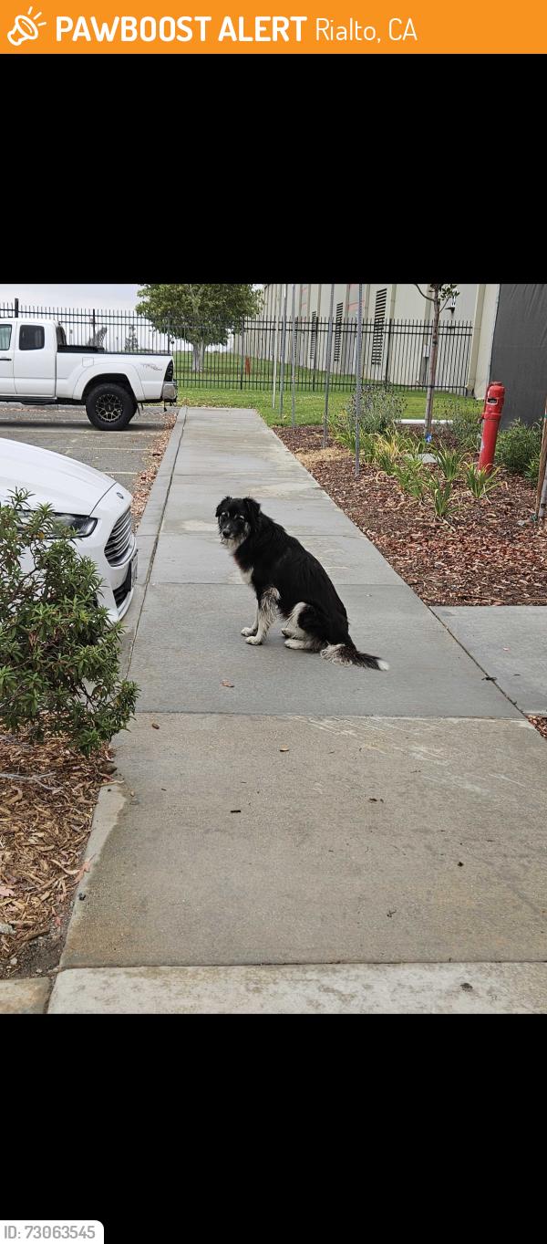 Found/Stray Unknown Dog last seen Target distribution, Rialto, CA 92377