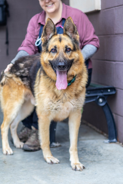 Shelter Stray Male Dog last seen Near TARA CREEK TRAIL Ellenwood, 30294, 30294, GA, 3280 Chamblee Dunwoody Rd, Chamblee, GA 30341, USA