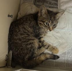 Shelter Stray Female Cat last seen Near Derbyshire Dr Stone Mountain, GA 30088, 30088, GA, 3280 Chamblee Dunwoody Rd, Chamblee, GA 30341, USA