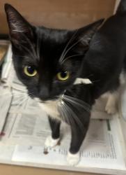 Shelter Stray Female Cat last seen Rebecca Way Lithonia, GA 30058, 30058, GA, 3280 Chamblee Dunwoody Rd, Chamblee, GA 30341, USA