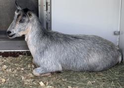 Shelter Stray Female Goat last seen Georgia State University Decatur Campus, 30034, GA, 3280 Chamblee Dunwoody Rd, Chamblee, GA 30341, USA