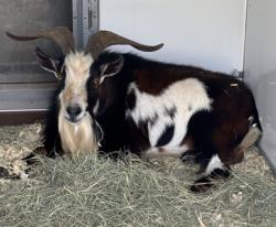 Shelter Stray Male Goat last seen Georgia State University Decatur Campus, 30034, GA, 3280 Chamblee Dunwoody Rd, Chamblee, GA 30341, USA