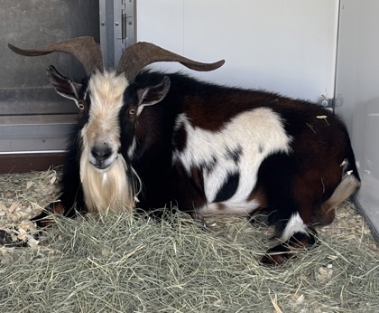 Shelter Stray Male Goat last seen Georgia State University Decatur Campus, 30034, GA, 3280 Chamblee Dunwoody Rd, Chamblee, GA 30341, USA