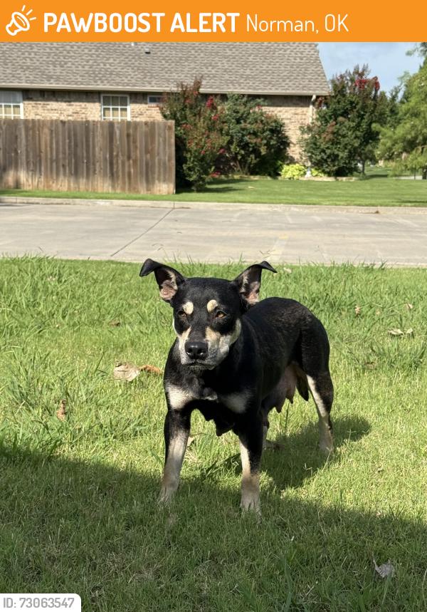 Found/Stray Female Dog last seen Warrington Way and Carrington Lane, Norman, OK 73072