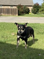 Found/Stray Female Dog last seen Warrington Way and Carrington Lane, Norman, OK 73072