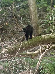 Found/Stray Unknown Cat last seen Westgate Park, Comstock Park, MI 49321