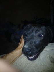 Found/Stray Male Dog last seen Us 231 and lazy river rd, Cloverdale, IN 46120