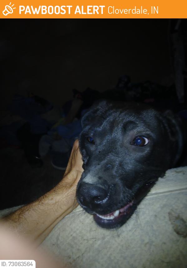Found/Stray Male Dog last seen Us 231 and lazy river rd, Cloverdale, IN 46120