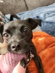Reunited Male Dog last seen Harvard Gulch Recreation Center, Denver, CO 80210