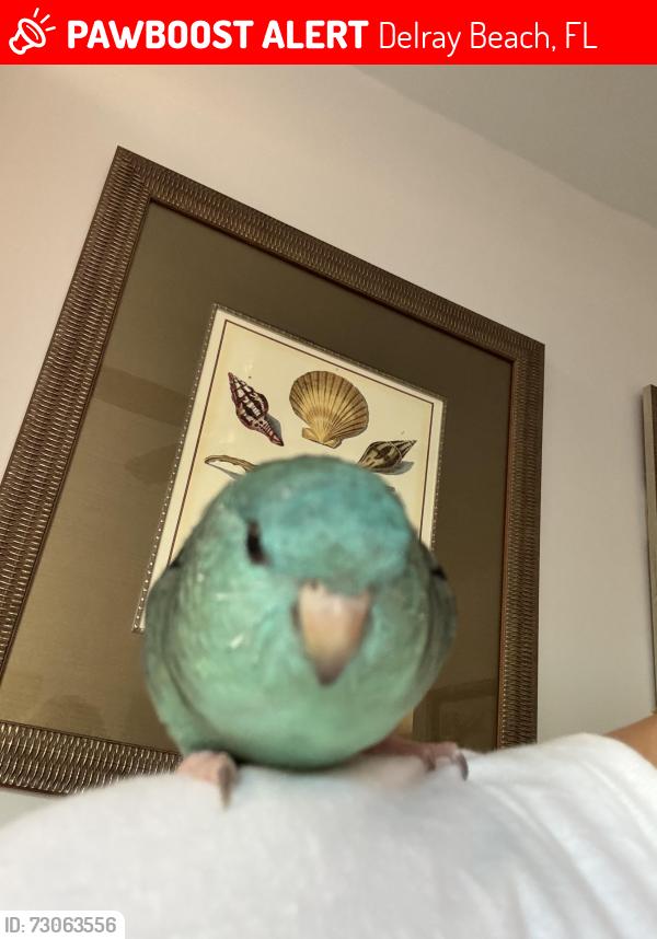Lost Male Bird last seen Military trail, Linton blvd, Delray Beach, FL 33447