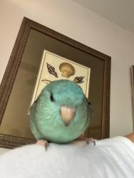 Lost Male Bird last seen Military trail, Linton blvd, Delray Beach, FL 33447