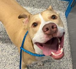 Shelter Stray Male Dog last seen S Estes/W Bayeud, Lakewood, CO, 80226, 580 McIntyre St, Golden, CO 80401, USA