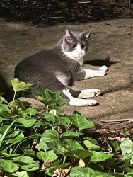 Found/Stray Unknown Cat last seen 85th and Delaware, Tulsa, OK 74137