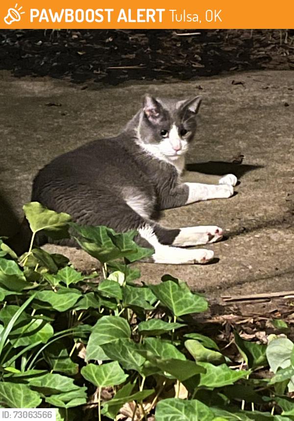 Found/Stray Unknown Cat last seen 85th and Delaware, Tulsa, OK 74137