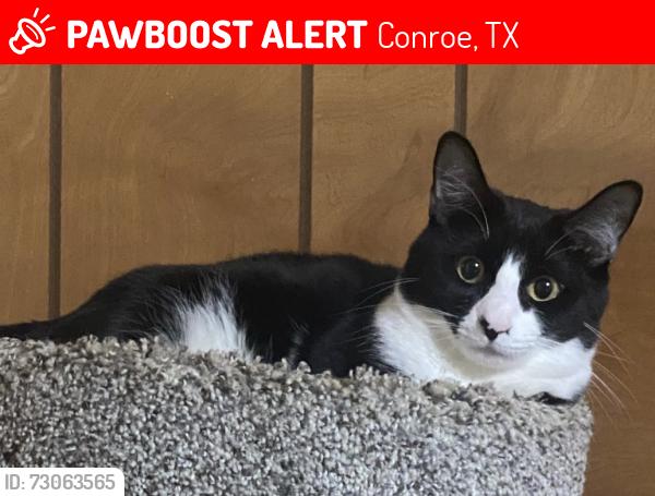 Lost Male Cat last seen Miller Cir & Cedar Cir, Conroe, TX 77302