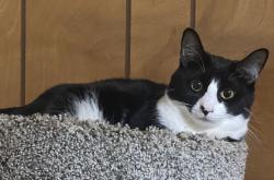 Lost Male Cat last seen Miller Cir & Cedar Cir, Conroe, TX 77302