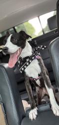 Lost Male Dog last seen Williston & Woodhaven Rd, Minnetonka, MN 55345
