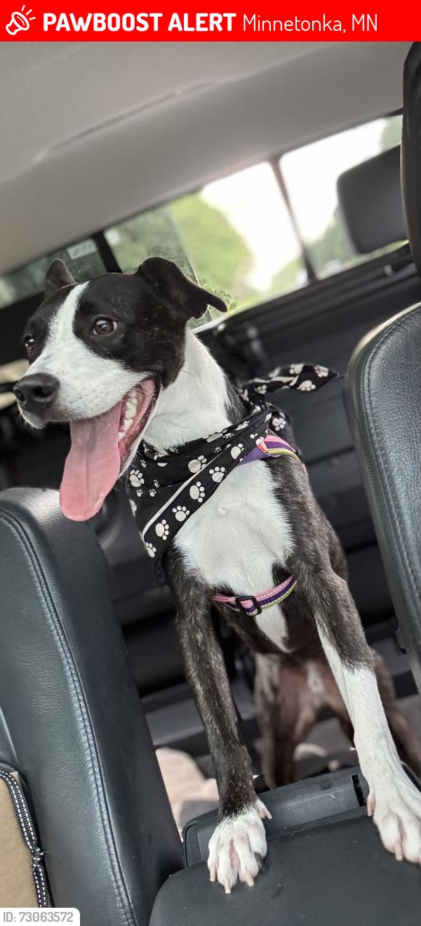 Lost Male Dog last seen Williston & Woodhaven Rd, Minnetonka, MN 55345