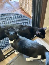 Reunited Male Cat last seen Snyder & Viader, Modesto, CA 95356
