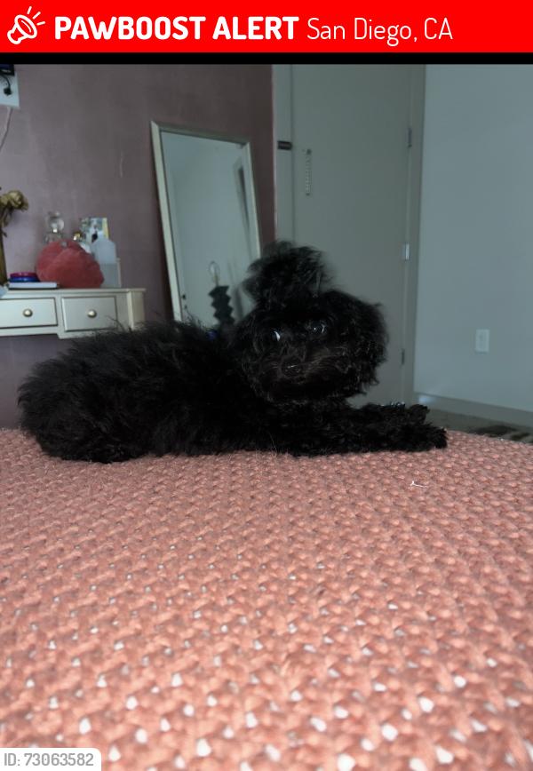 Lost Male Dog last seen Park and market street , San Diego, CA 92101