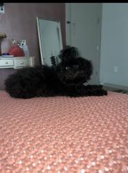Lost Male Dog last seen Park and market street , San Diego, CA 92101