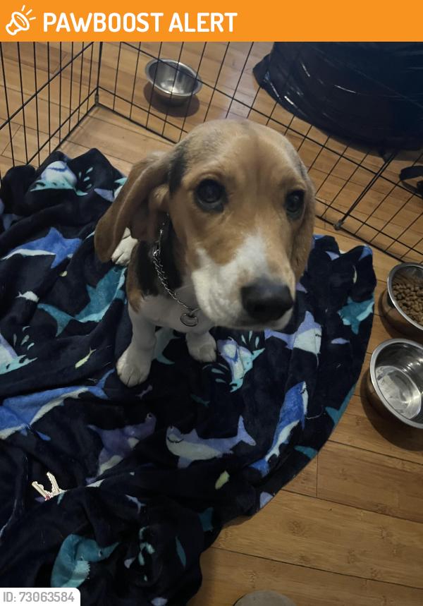 Found/Stray Female Dog last seen Downtown South San Francisco , South San Francisco, CA 94080