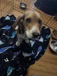 Found/Stray Female Dog last seen Downtown South San Francisco , South San Francisco, CA 94080