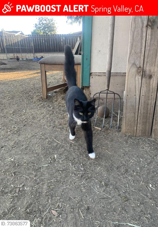Lost Female Cat last seen Ildica street county park, Spring Valley, CA 91977