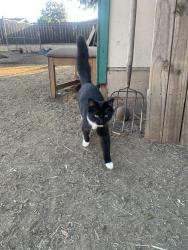 Lost Female Cat last seen Ildica street county park, Spring Valley, CA 91977