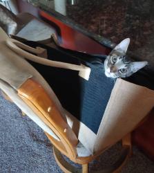 Reunited Male Cat last seen Wells road, Oakley, CA 94561