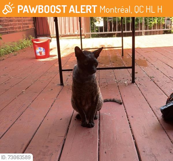 Found/Stray Female Cat last seen Near rue st catherine, Montréal, QC H2L 2H4