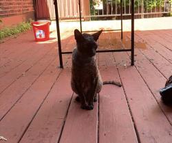 Found/Stray Female Cat last seen Near rue st catherine, Montréal, QC H2L 2H4