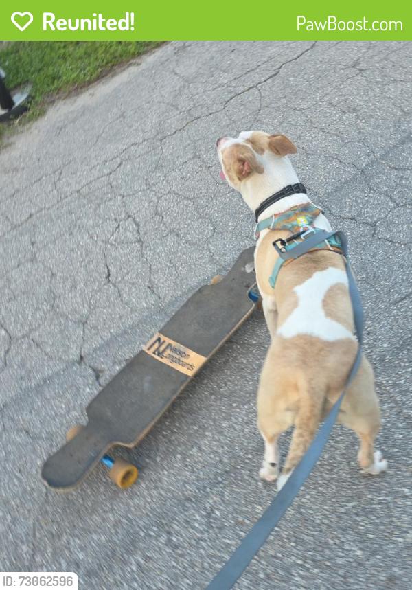 Reunited Female Dog last seen Flomich, Holly Hill, FL 32117