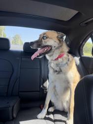 Found/Stray Female Dog last seen 99th and Quivira, Lenexa, KS 66215