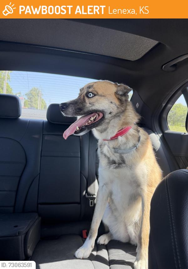 Found/Stray Female Dog last seen 99th and Quivira, Lenexa, KS 66215