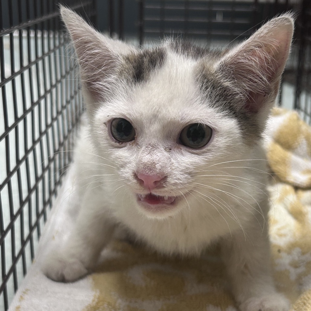 Shelter Stray Male Cat last seen , Animal Care & Control Team of Philly, 111 W Hunting Park Ave, Philadelphia, PA 19140, USA