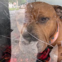 Shelter Stray Male Dog last seen , Animal Care & Control Team of Philly, 111 W Hunting Park Ave, Philadelphia, PA 19140, USA